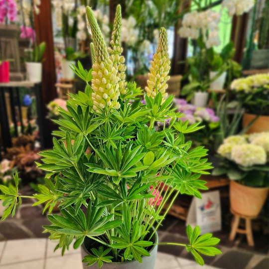 Lupin