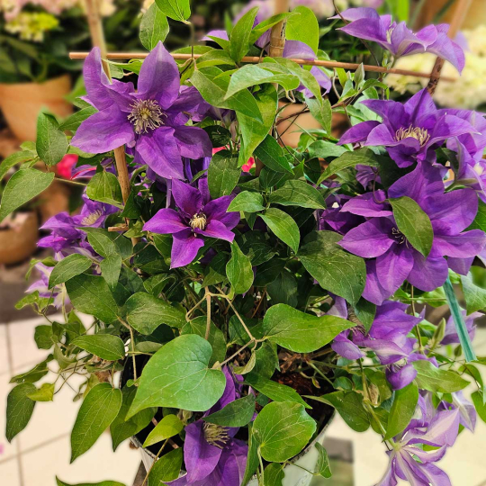 Clématite violet