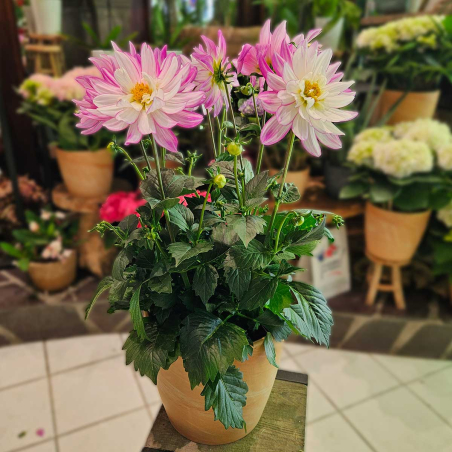 Dahlia rose et blanc