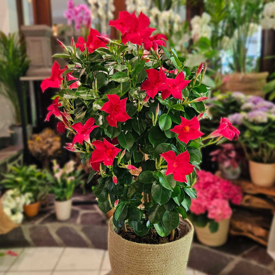 Dipladénia rouge