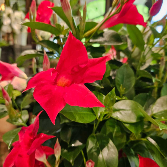 Dipladénia rouge