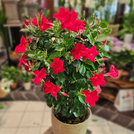 Dipladénia rouge