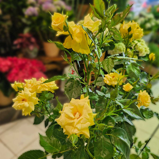 Grand rosier parfumé