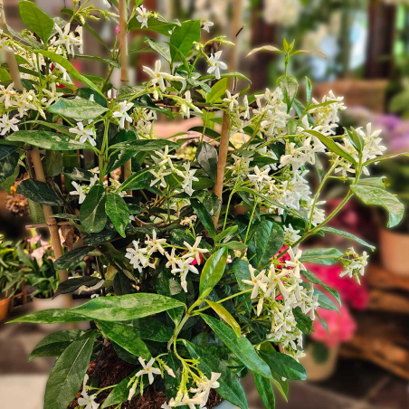 Jasmin étoilé 80 cm