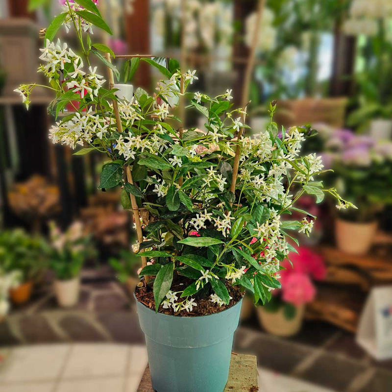 Jasmin étoilé 80 cm Jasmin étoilé 80 cm
