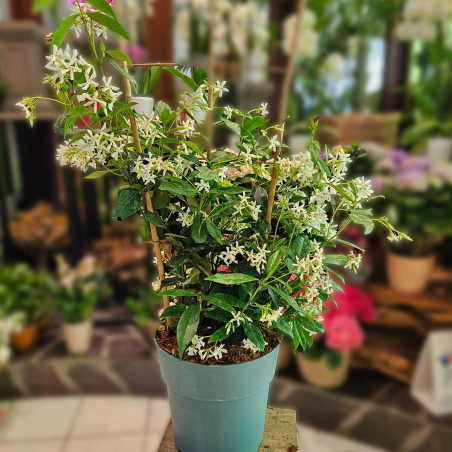 Jasmin étoilé 150 cm