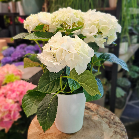 Hortensia blanc en pot