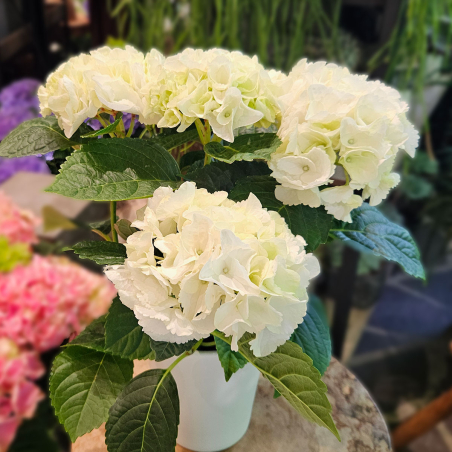 Hortensia blanc en pot