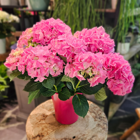 Hortensia rose en pot
