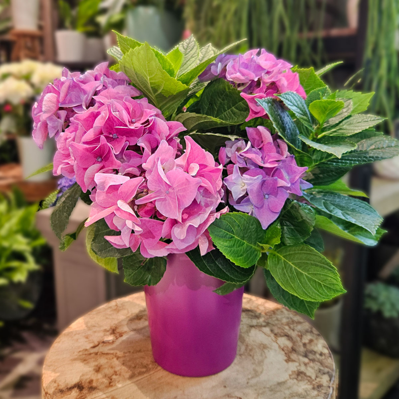 Hortensia violet en pot Hortensia violet en pot
