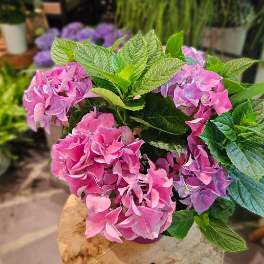 Hortensia violet en pot