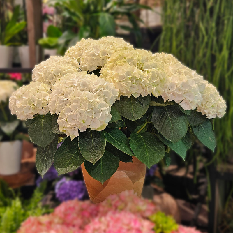 Grand Hortensia blanc Grand Hortensia blanc
