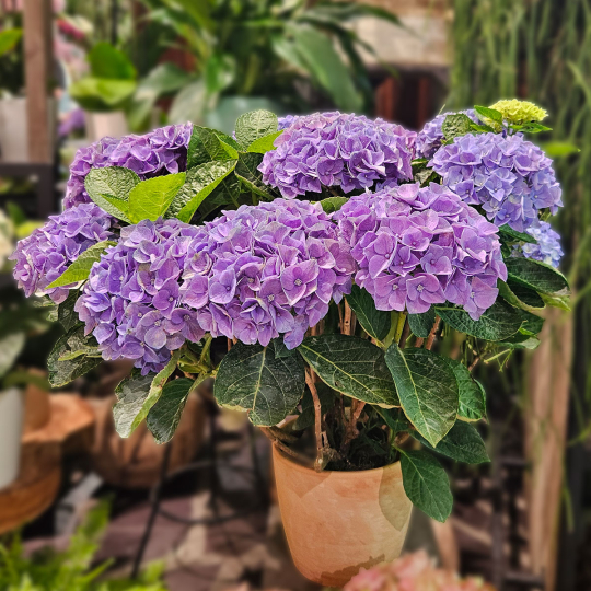 Grand Hortensia bleu