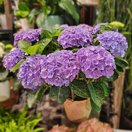 Grand Hortensia bleu