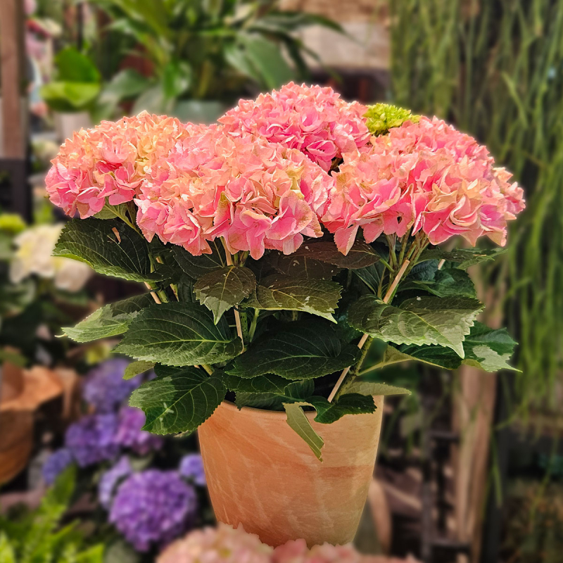 Grand Hortensia rose Grand Hortensia rose