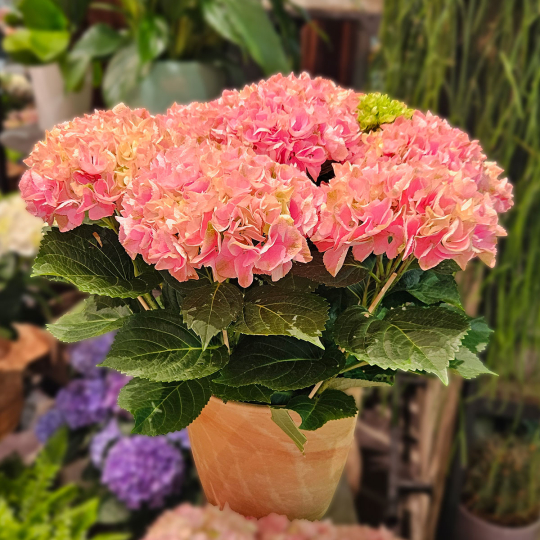 Grand Hortensia rose