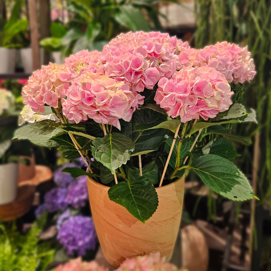Grand Hortensia rose pâle