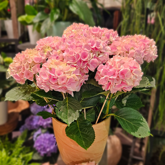 Grand Hortensia rose pâle