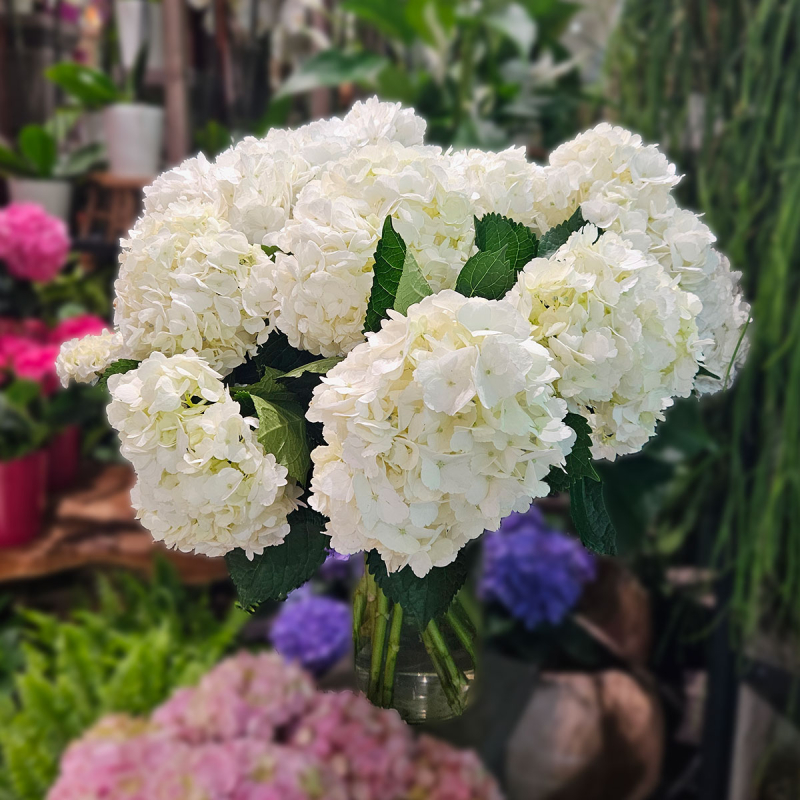 Tête d'Hortensia blanc Tête d'Hortensia blanc