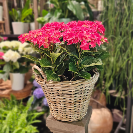 Hortensia d'extérieur fuchsia