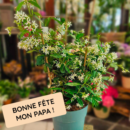 Abonnement Plantes fleuries