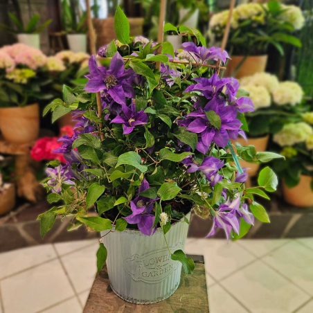 Abonnement Plantes fleuries