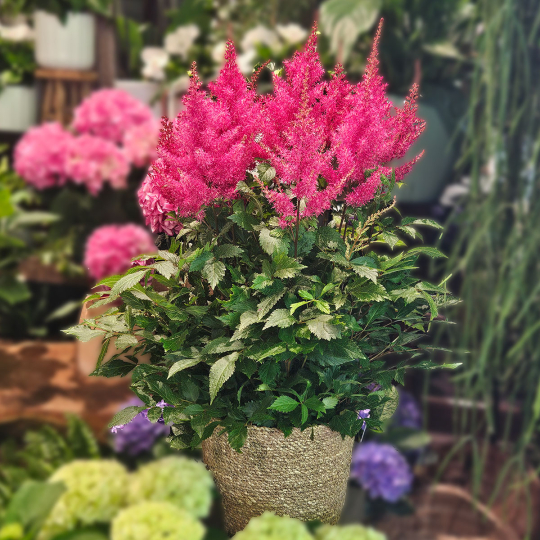 Astilbe