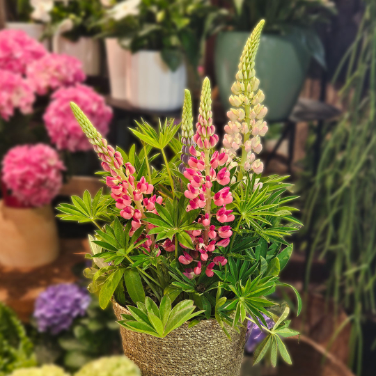 Lupin petite taille