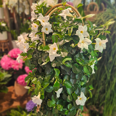 Dipladénia grand blanc