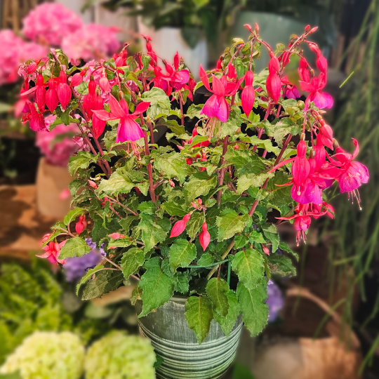 Fuchsia rose
