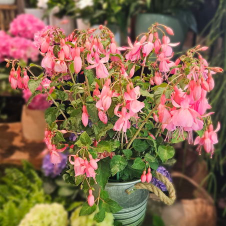 Fuchsia rose pâle