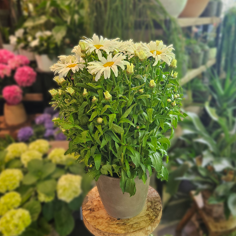 Marguerite blanche Marguerite blanche