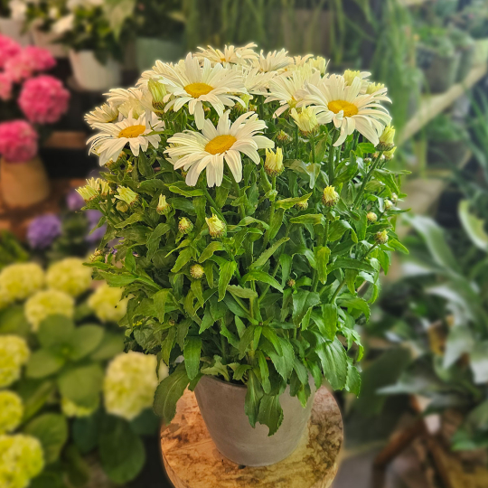Marguerite blanche