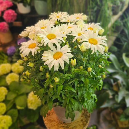 Marguerite blanche