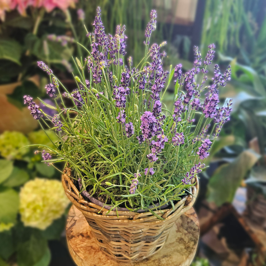 Lavande parfumée