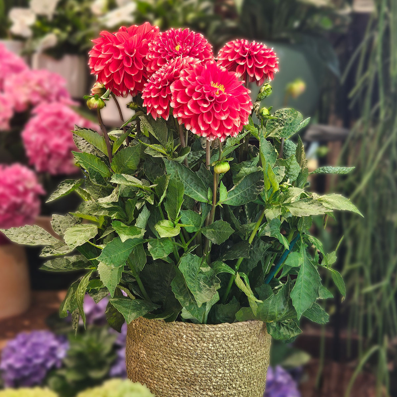 Dahlia rouge Dahlia rouge
