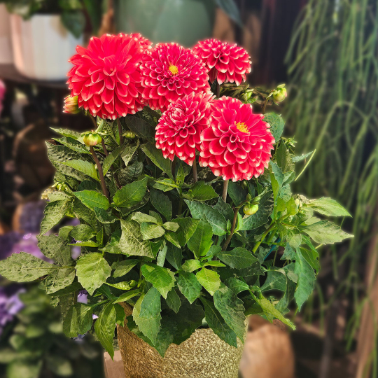 Dahlia rouge
