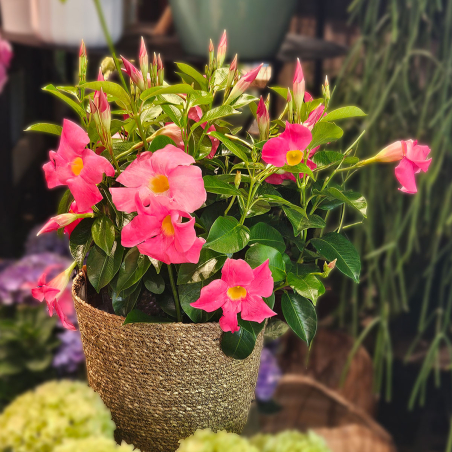 Dipladénia rose