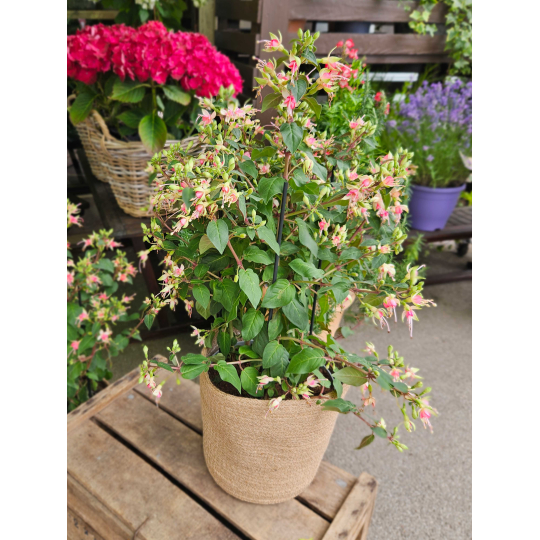 Fuchsia