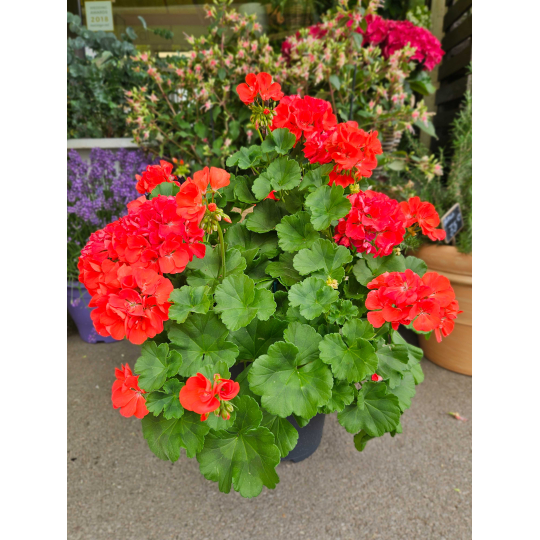 Géranium rouge