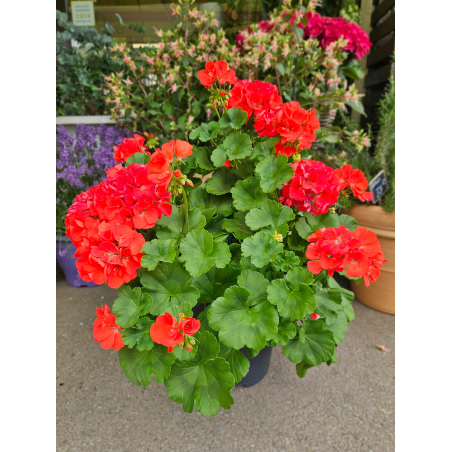 Géranium rouge