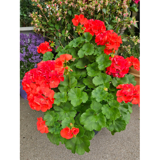 Géranium rouge
