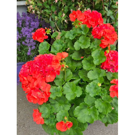 Géranium rouge