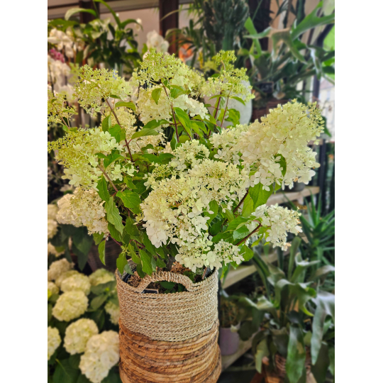 Hortensia paniculé