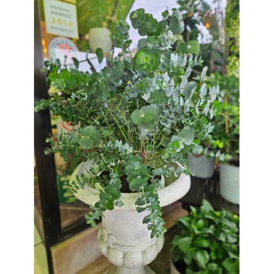 Eucalyptus