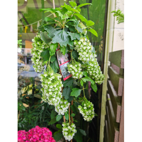 Hortensia Quercifolia