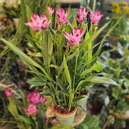 Curcuma