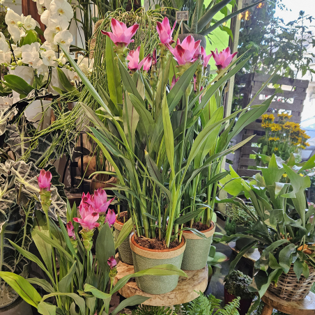 Curcuma