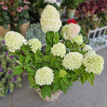 Hortensia paniculé