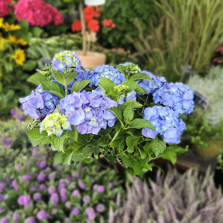Hortensia bleu